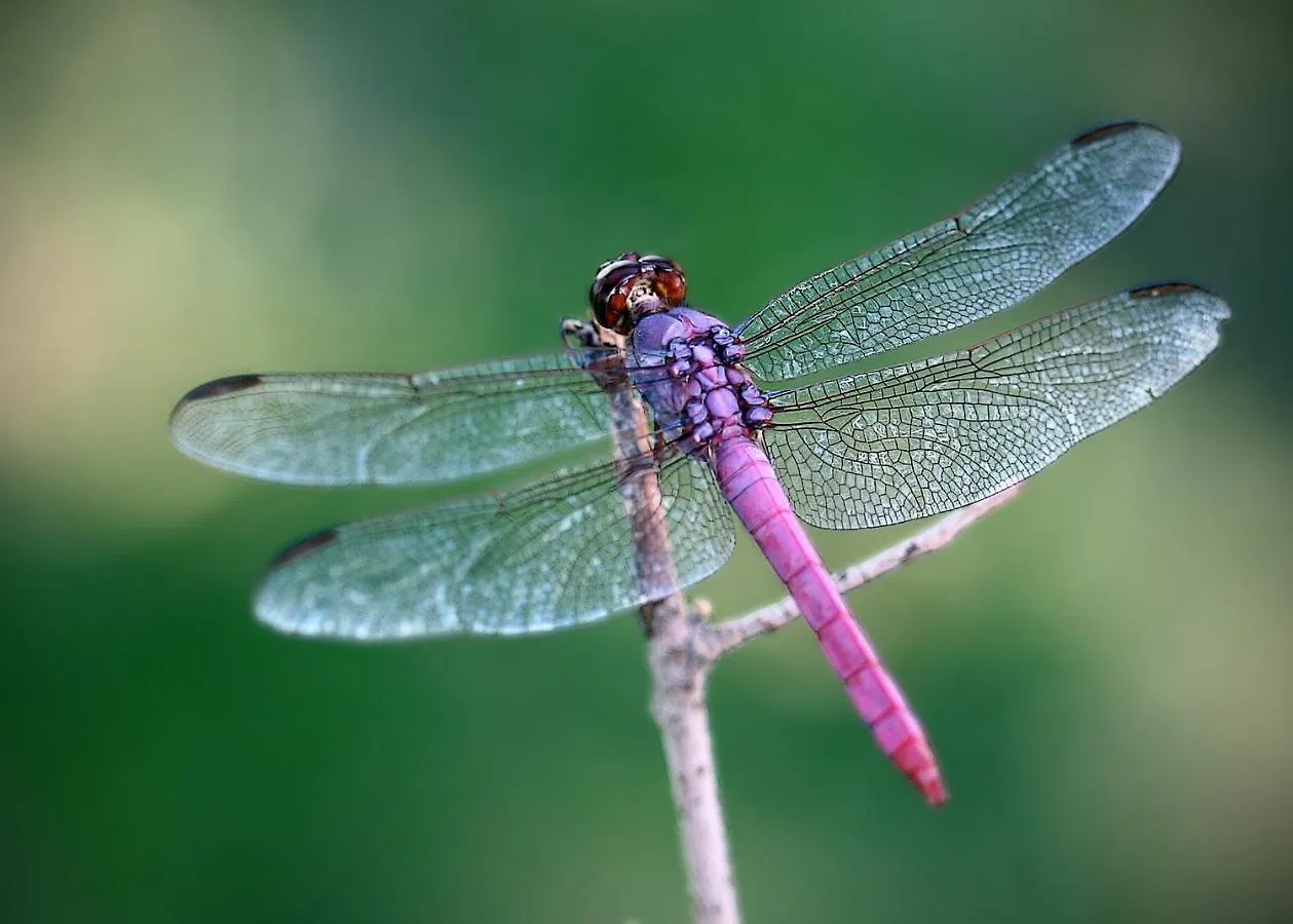 Dragonfly Apartment Brno
